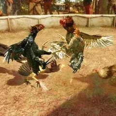 ไก่ชน